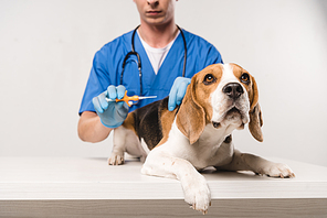 partial view of veterinarian in blue coat holding syringe for microchipping beagle dog
