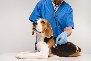 cropped view of veterinarian examining beagle dog with stethoscope isolated on grey