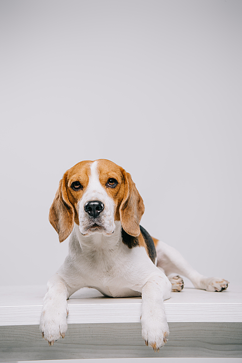 purebred beagle dog lying on table isolated on grey