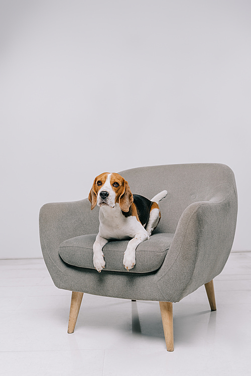 adorable beagle dog lying in armchair on grey background