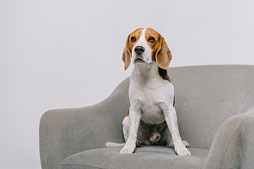 cute beagle dog sitting in armchair isolated on grey