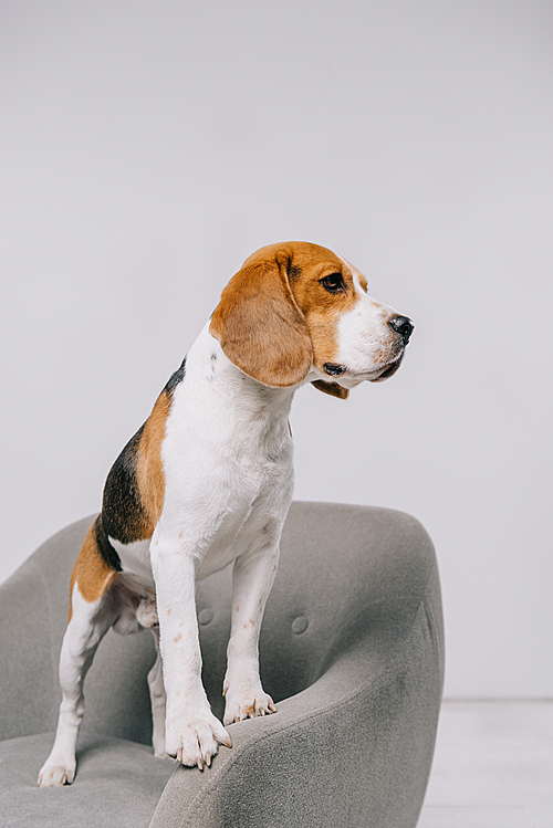 beagle dog standing in armchair on grey background