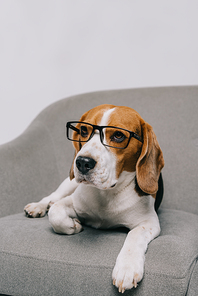 cute beagle dog lying in glasses isolated on grey background