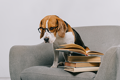 selective focus of sad beagle dog in glasses sitting in armchair near books