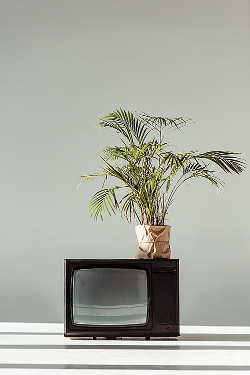 green plant in pot on vintage tv on grey background