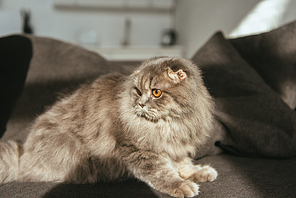 selective focus of adorable grey british longhair cat on sofa