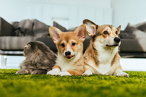 adorable welsh corgi dogs and british longhair cat on floor at home