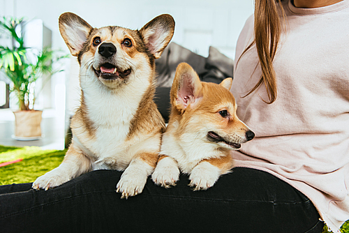 partial view of woman sitting with welsh corgi dogs at home