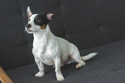 funny jack russell terrier dog sitting on sofa at home