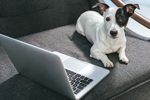 Jack russell terrier dog lying on armchair with laptop