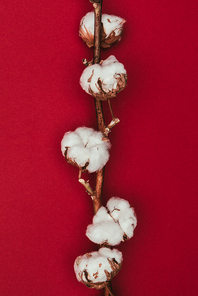 close up view of cotton flowers on twig isolated on red