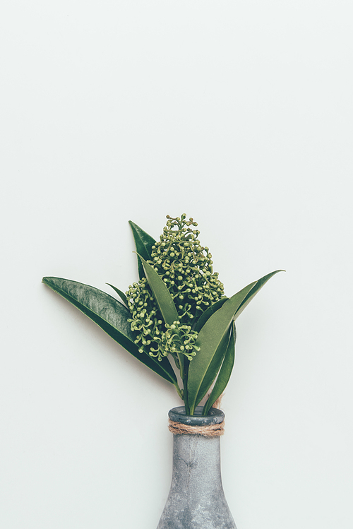 close-up view of beautiful flower buds with green leaves in vase isolated on grey