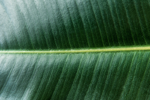 Large dark green leaf texture
