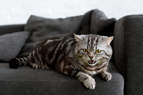 adorable scottish straight cat lying on couch at home
