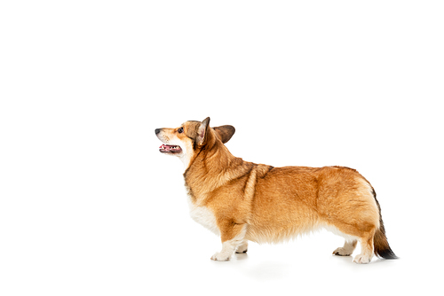 side view of welsh corgi pembroke isolated on white
