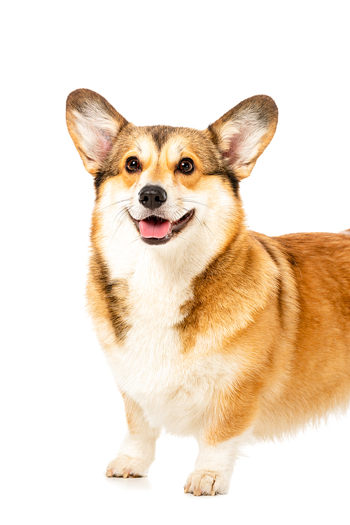 welsh corgi pembroke standing isolated on white