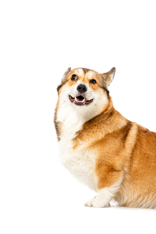 funny welsh corgi pembroke isolated on white