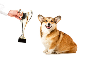 partial view of man giving golden trophy cup to adorable welsh corgi pembroke isolated on white background