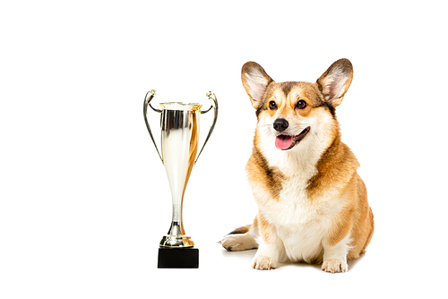 welsh corgi pembroke sitting near golden trophy cup isolated on white