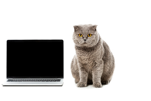 adorable grey british shorthair cat sitting near laptop with blank screen and  isolated on white