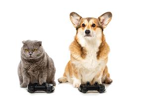cute corgi and british shorthair cat sitting with joysticks for video game isolated on white