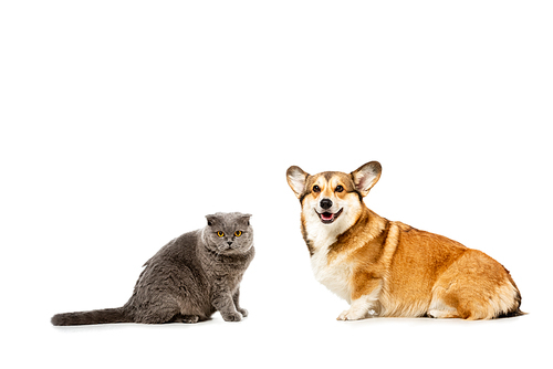 adorable grey british shorthair cat and welsh corgi pembroke sitting and  isolated on white