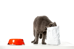 studio shot of grey british shorthair cat eating from package on white background