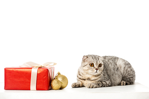 cute striped british shorthair near golden christmas baubles and gift box wrapped by ribbon isolated on white