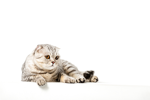 studio shot of adorable striped british shorthair cat isolated on white