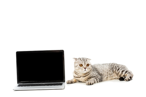 british shorthair cat laying near laptop with blank screen isolated on white
