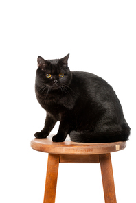 black british shorthair cat sitting on wooden chair isolated on white background