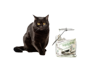 black british shorthair cat near jar with cash money isolated on white
