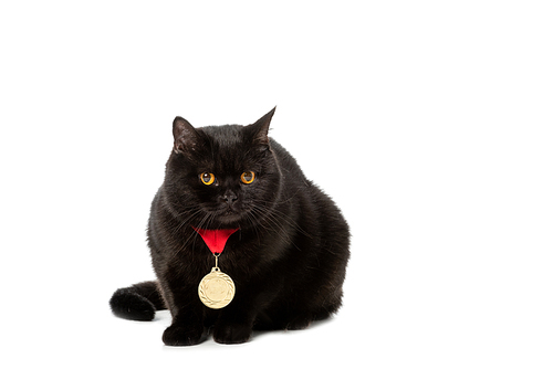 studio shot of black british shorthair cat with golden medal isolated on white