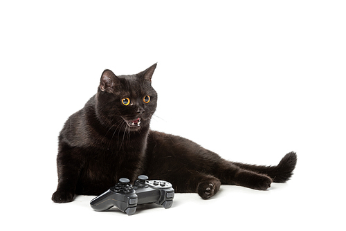 angry black british shorthair cat hissing near joystick for video game isolated on white
