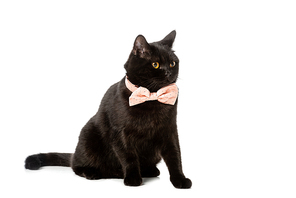 black british shorthair cat in pink bow tie isolated on white