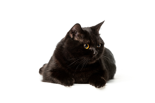 cute black british shorthair cat looking away isolated on white