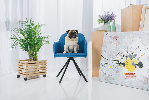 Cute pug sitting on chair at home