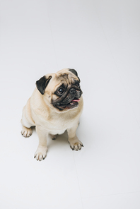 Cute pug dog looking up isolated on white