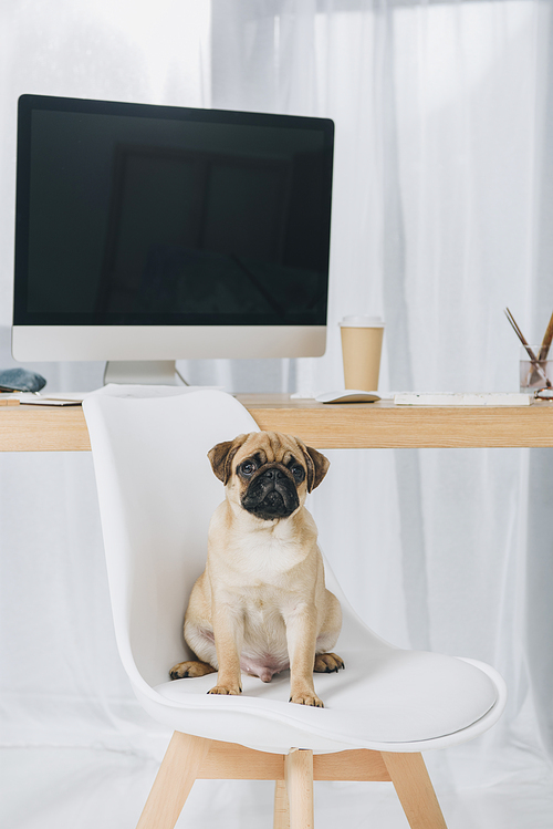 Funny pug dog sitting on chair by working table with computer