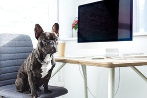 Cute french bulldog sitting on chair by computer on table
