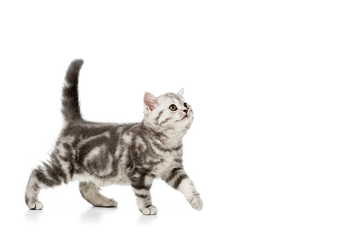 cute grey fluffy kitten walking and looking up isolated on white