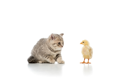 adorable little chick and kitten looking at each other isolated on white