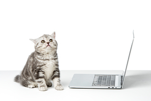 cute little cat sitting near laptop on table top
