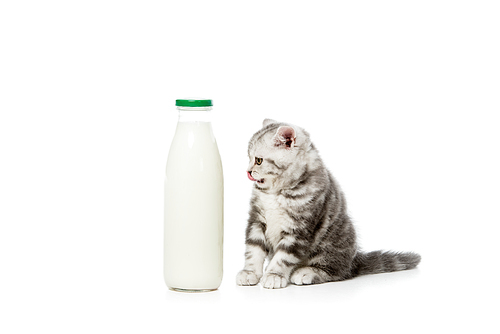 cute little kitten looking at bottle of milk isolated on white