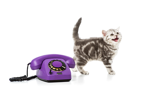 cute little kitten with purple rotary telephone isolated on white