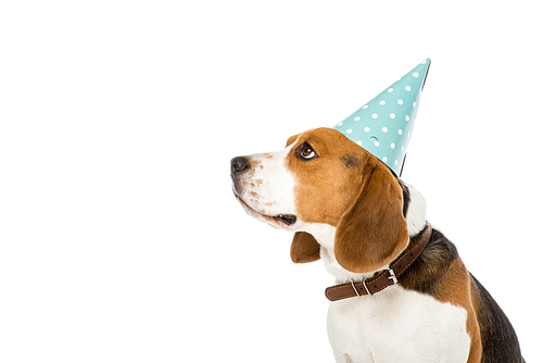 side view of beagle dog in party cone isolated on white