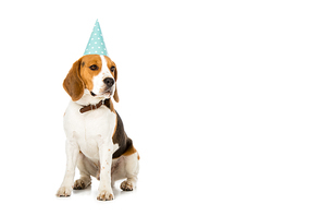 beagle dog in party cone isolated on white