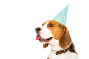 side view of beagle dog in party cone sticking tongue out isolated on white