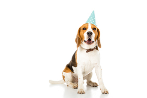 beagle dog in party cone isolated on white