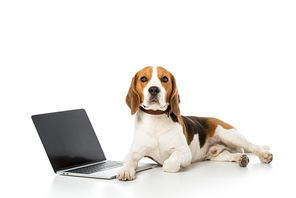 adorable beagle dog with laptop with blank screen isolated on white